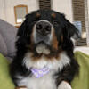 the_awkward_dog